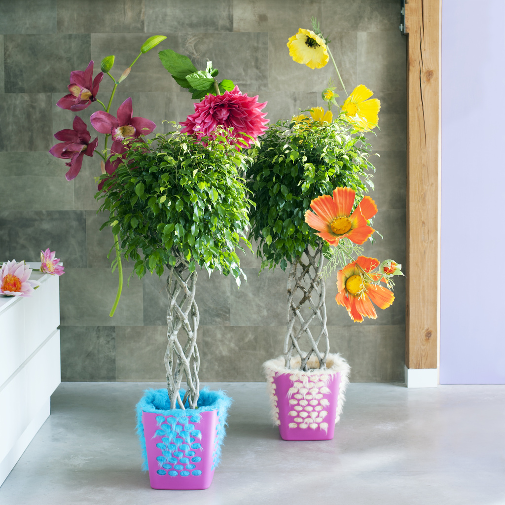 A chaque Mois Sa Plante, janvier 2017 : Le Ficus benjamina | Office des  Fleurs