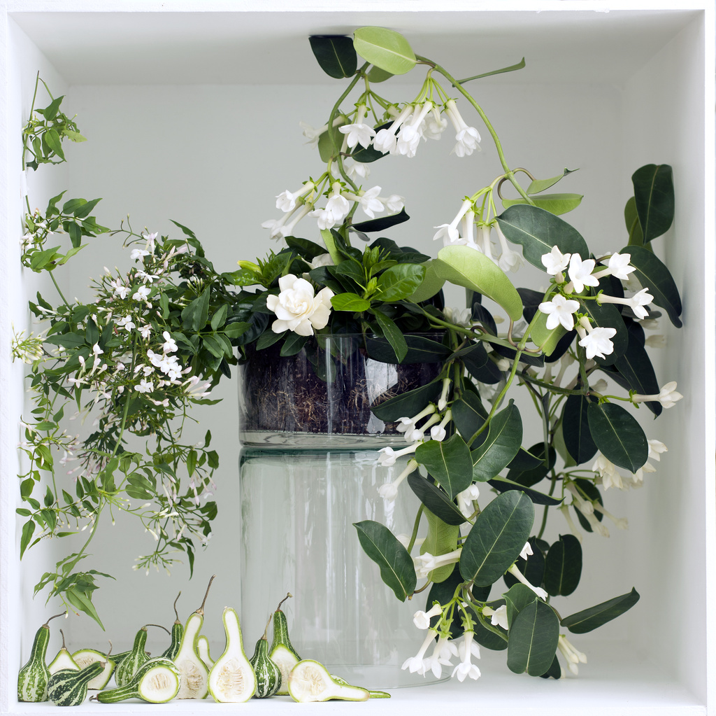 A Chaque Mois Sa Plante, mars 2016 : les Fleurs blanches parfumées | Office  des Fleurs