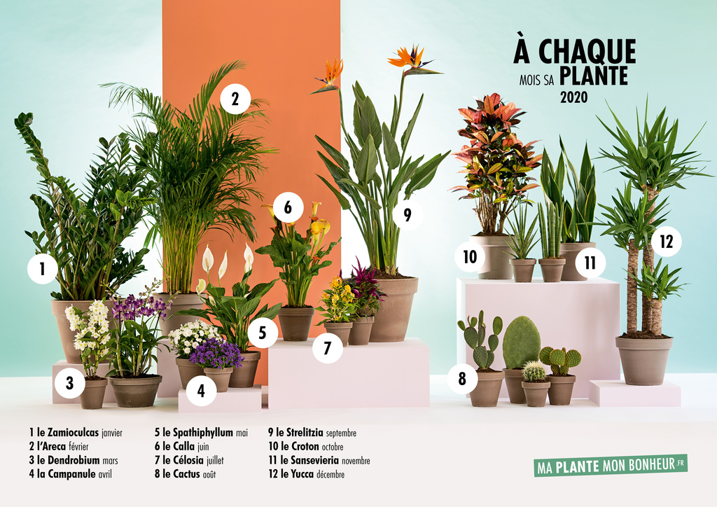 Les produits de A chaque mois sa plante » et « L'agenda des » 2020 ont été choisis | Office des Fleurs