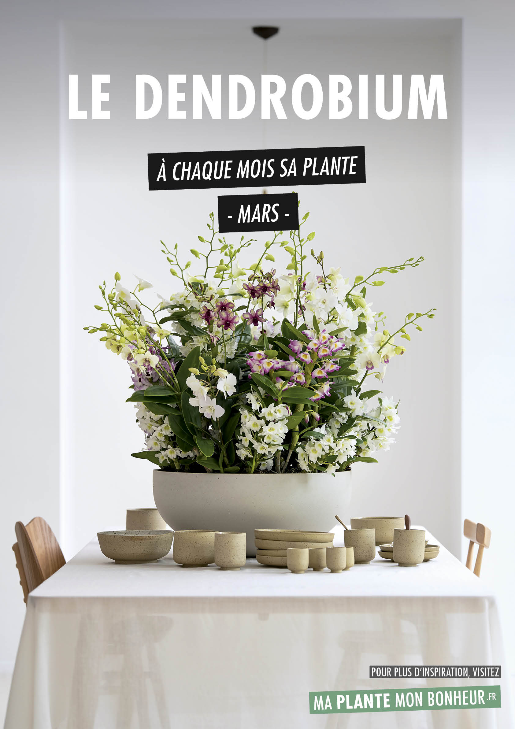 À chaque mois sa plante, mars 2020 : le Dendrobium