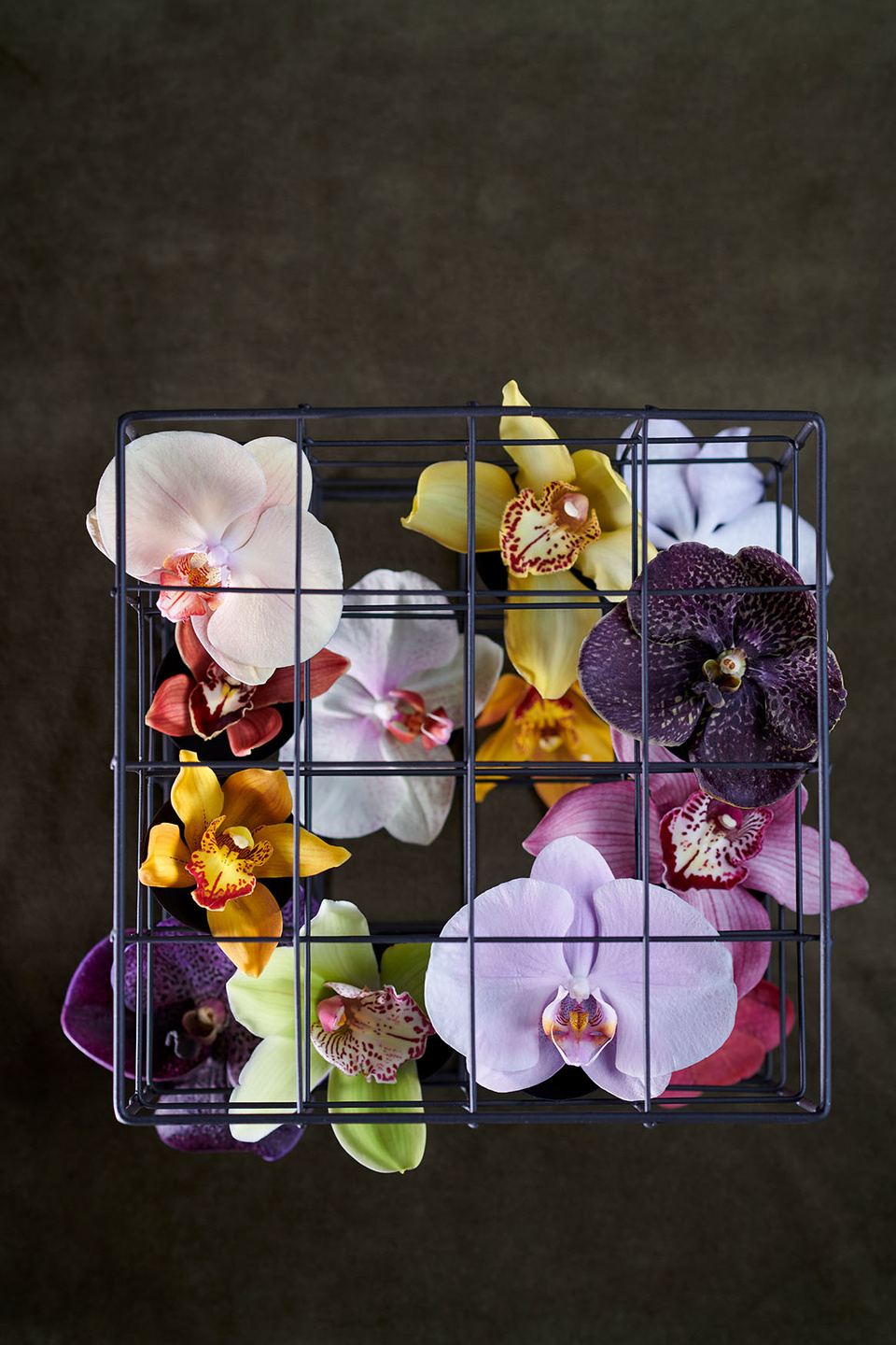 L'agenda des fleurs, novembre - l'orchidée