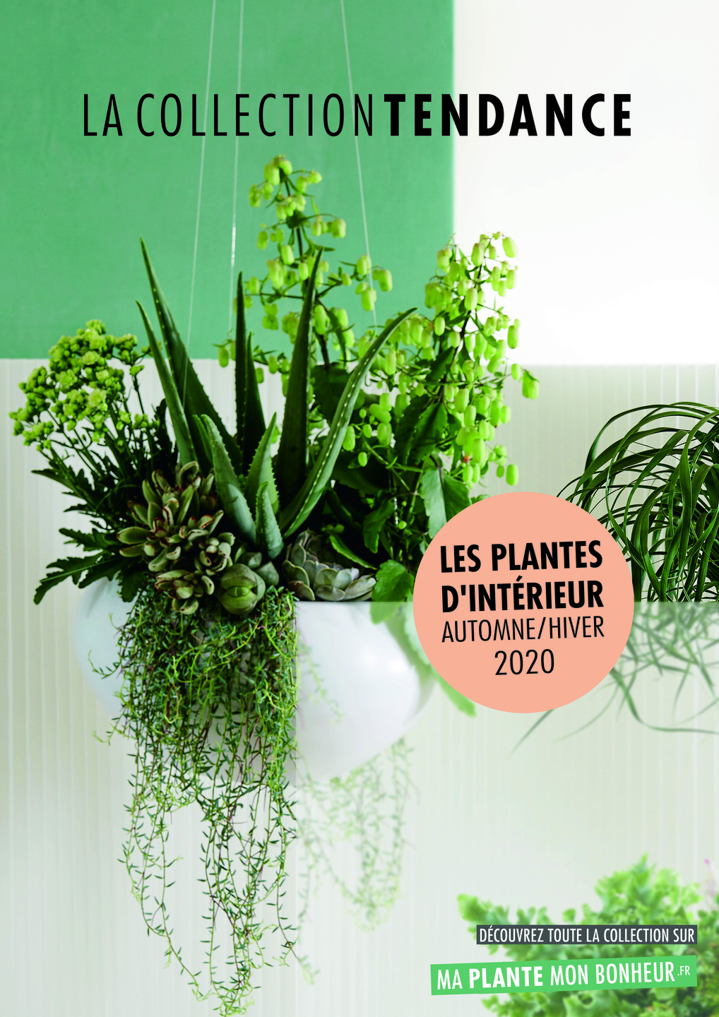 Magazine Houzy  Voilà comment les plantes améliorent l'atmosphère  intérieure