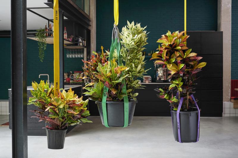 Croton: the Houseplant of the Month for October 2020