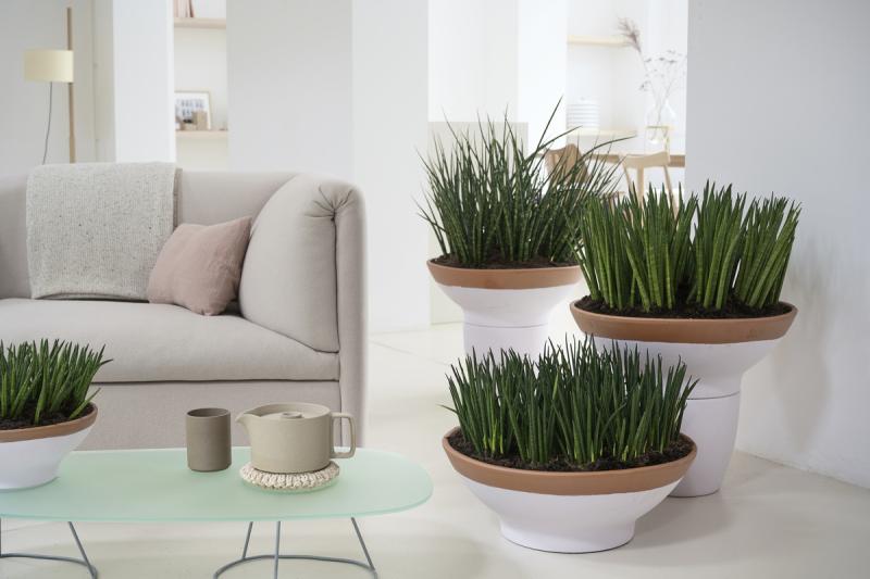 Sansevieria: the Houseplant of the Month for November