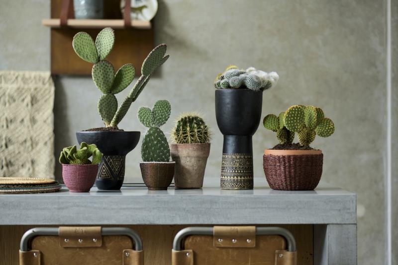 Cacti: the Houseplants of the Month for August 2020