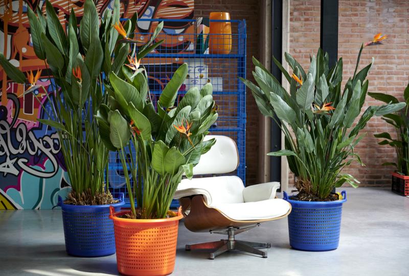 Strelitzia: the Houseplant of the Month for September 2020