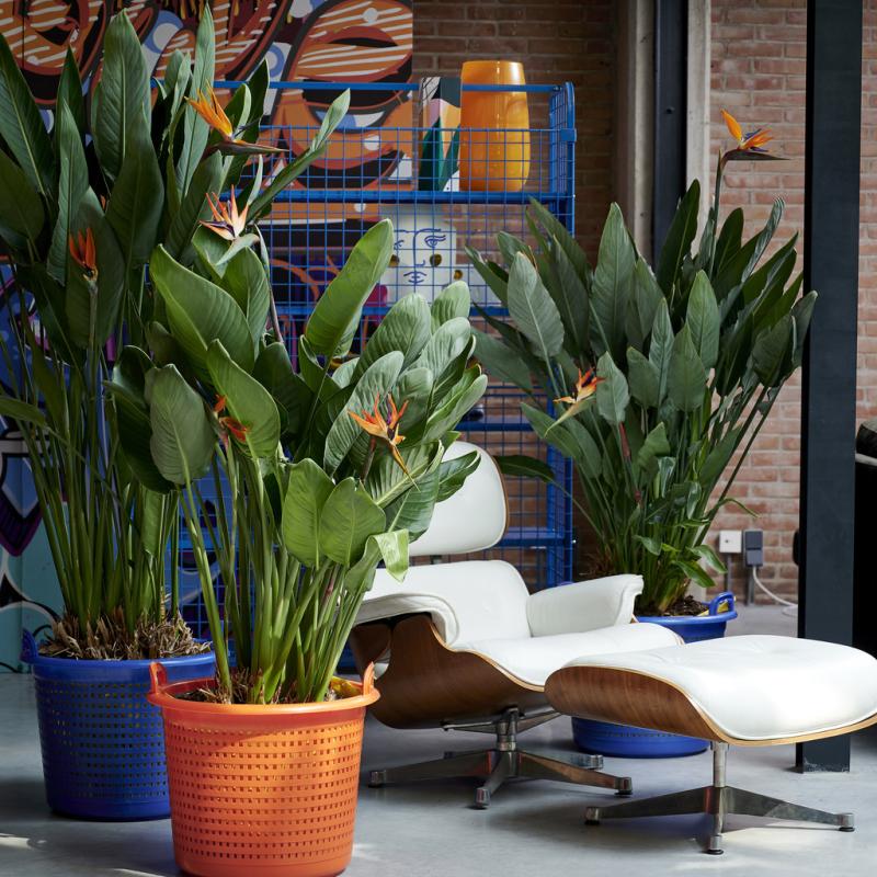 Strelitzia: the Houseplant of the Month for September 2020