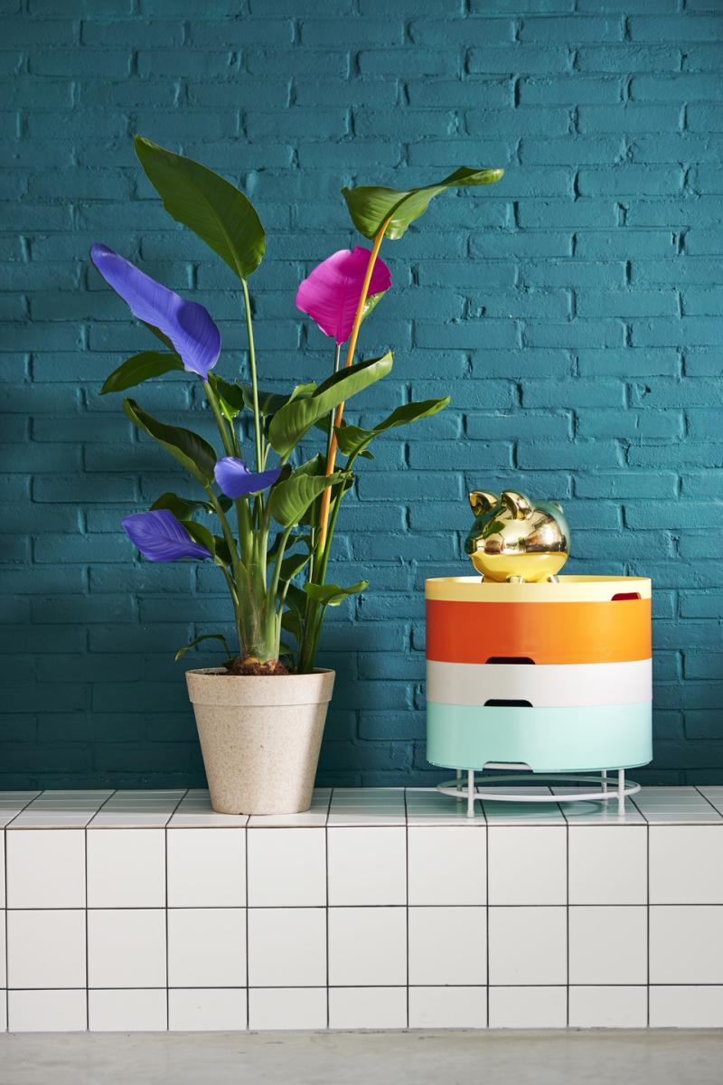 Strelitzia: the Houseplant of the Month for September 2020