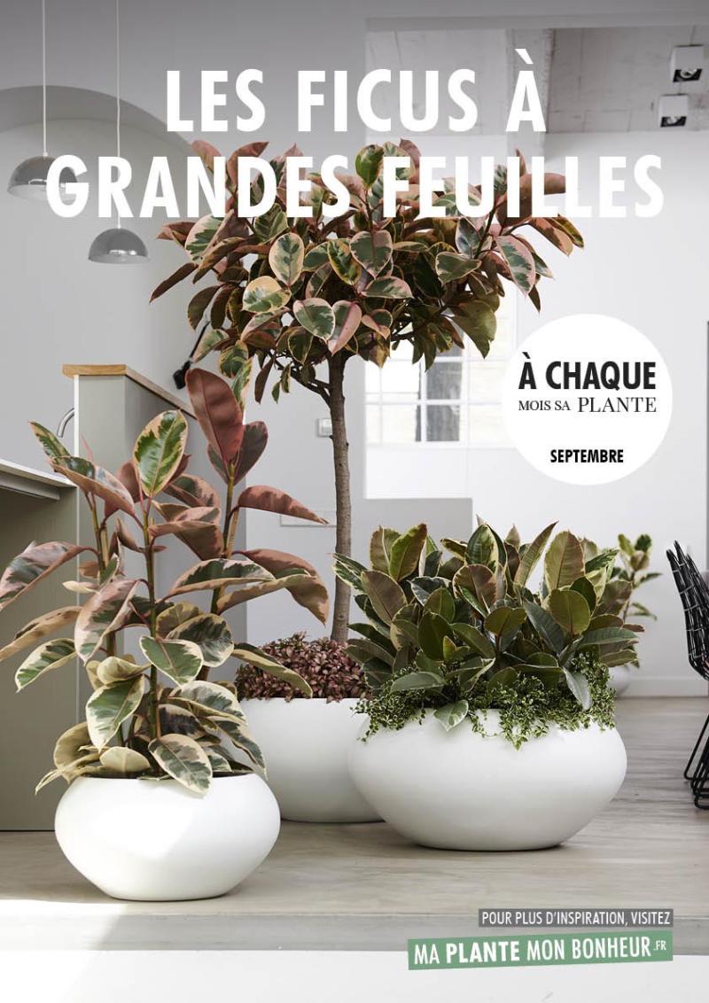 A chaque mois sa plante, septembre - le Ficus à grandes feuilles