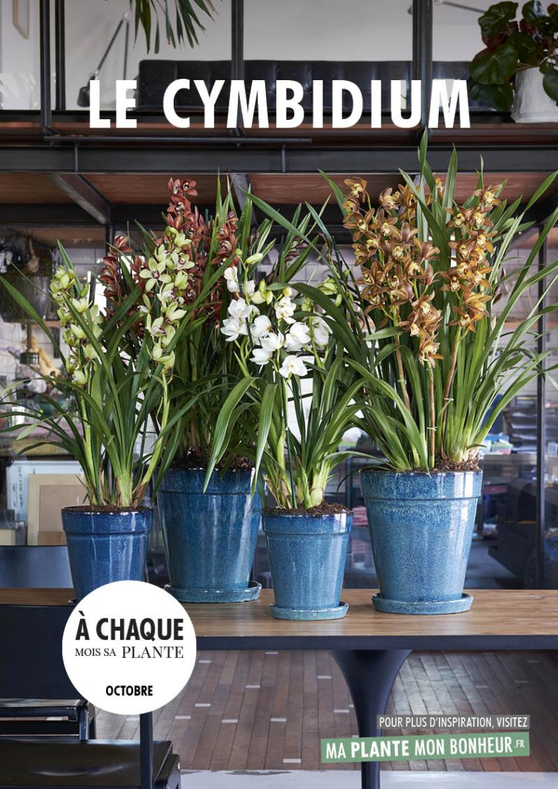 A chaque mois sa plante, octobre - le cymbidium