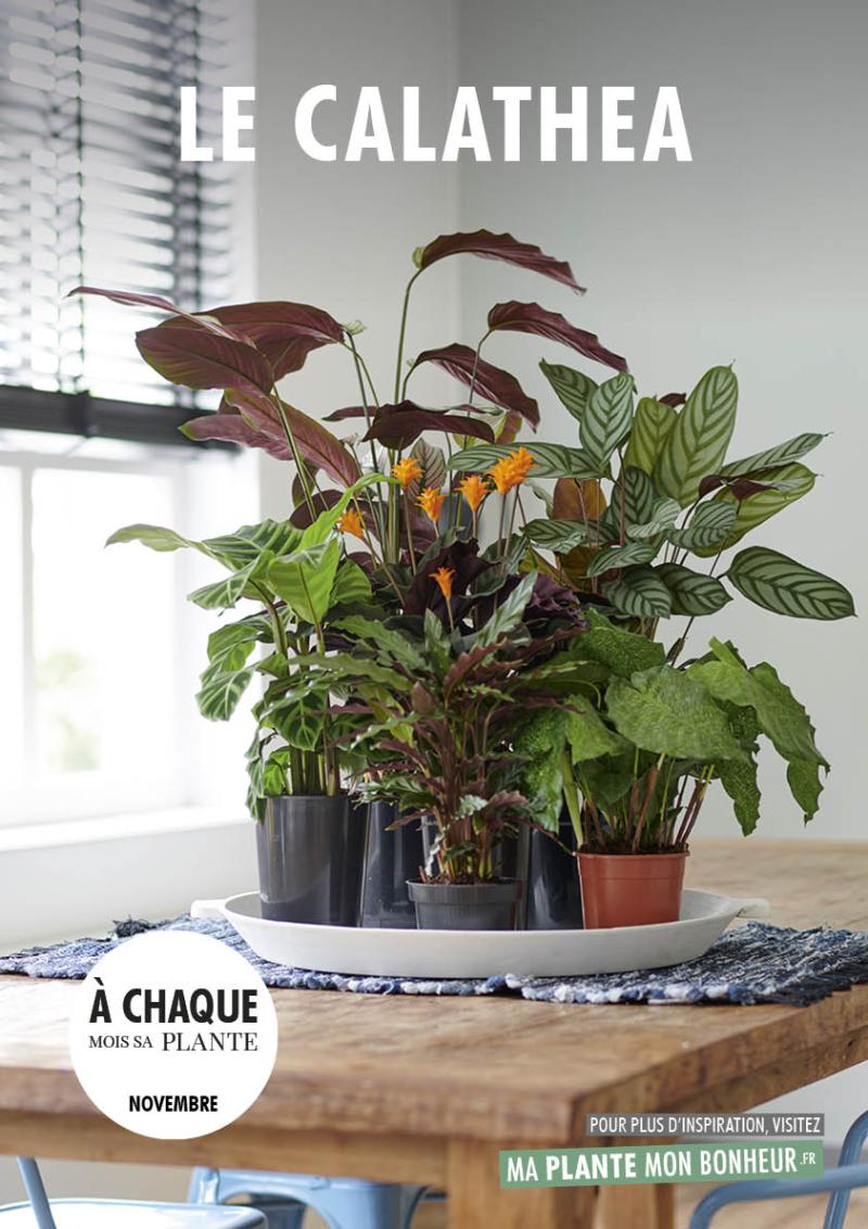 Calathea - Plante - Plus de Fleurs