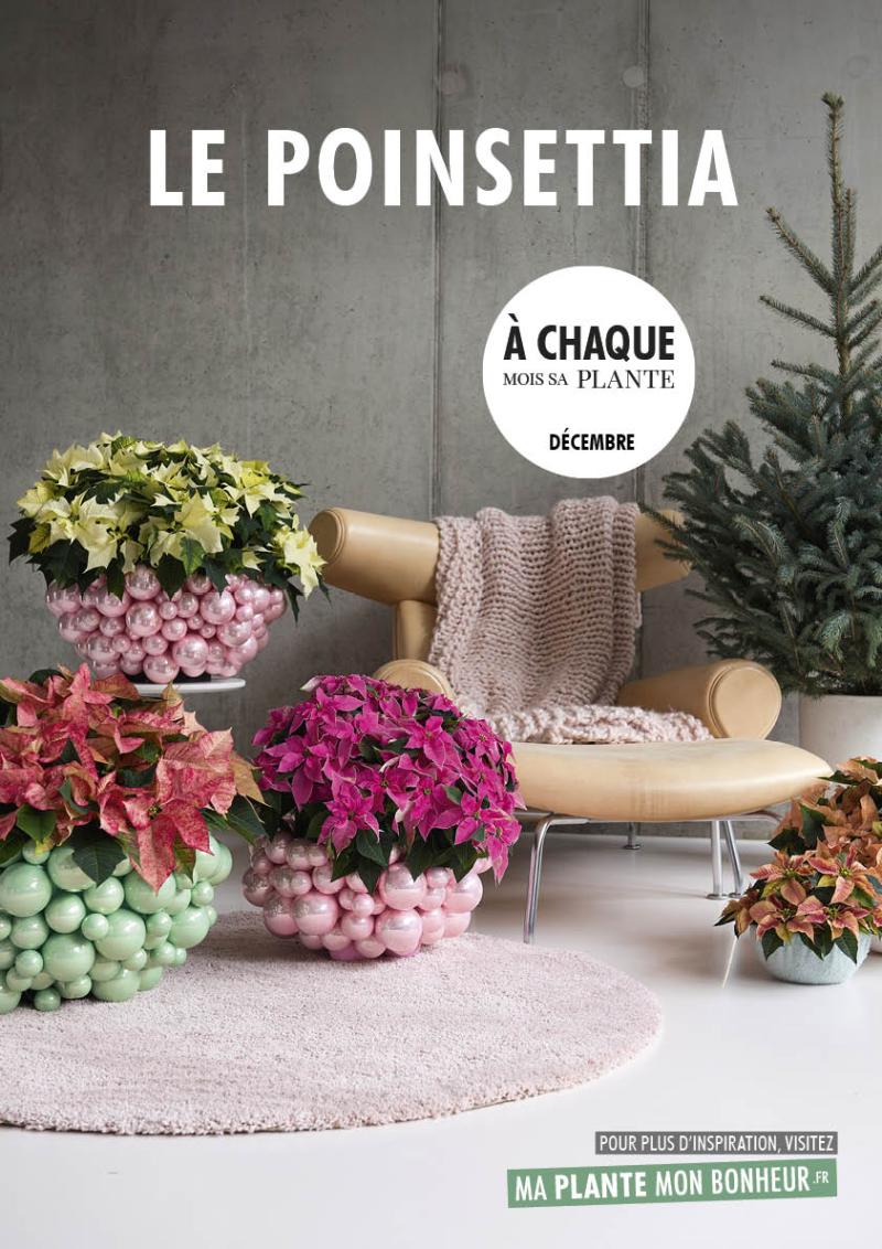 A chaque mois sa plante, décembre 2019 : le Poinsettia 