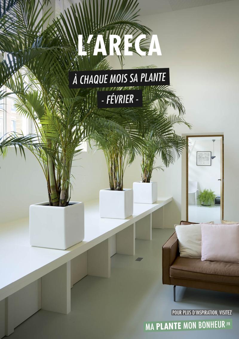 A chaque mois sa plante, février : l'Areca