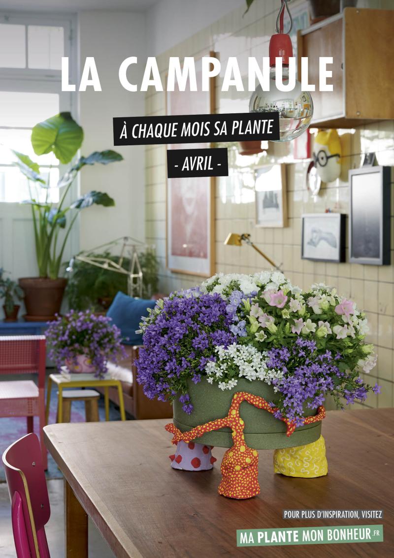 A chaque mois sa plante, avril : la Campanule