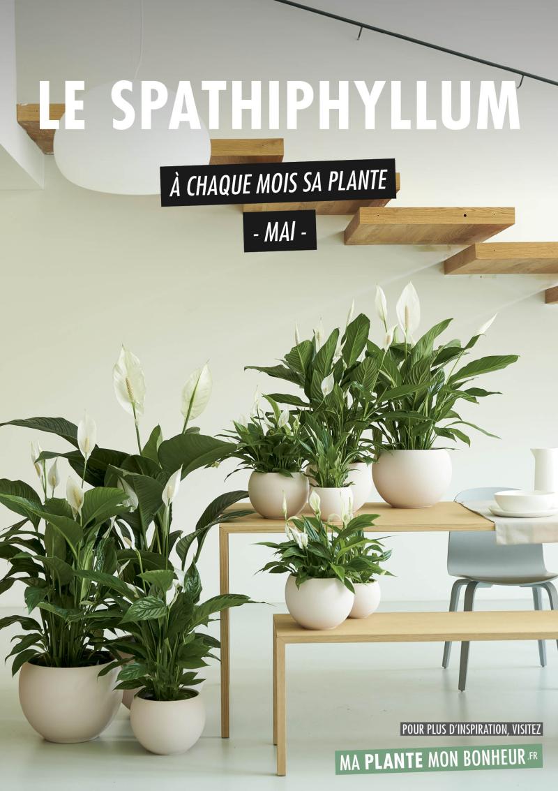 À chaque mois sa plante, mai : le Spathiphyllum