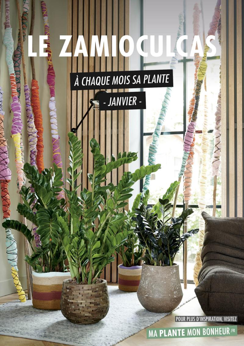 A chaque mois sa plante, janvier 2020 : le zamioculcas