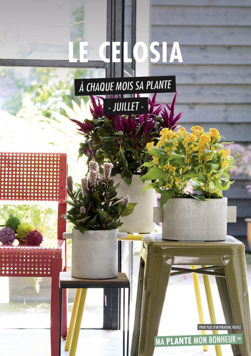 À chaque mois sa plante, juillet 2019 : le Celosia