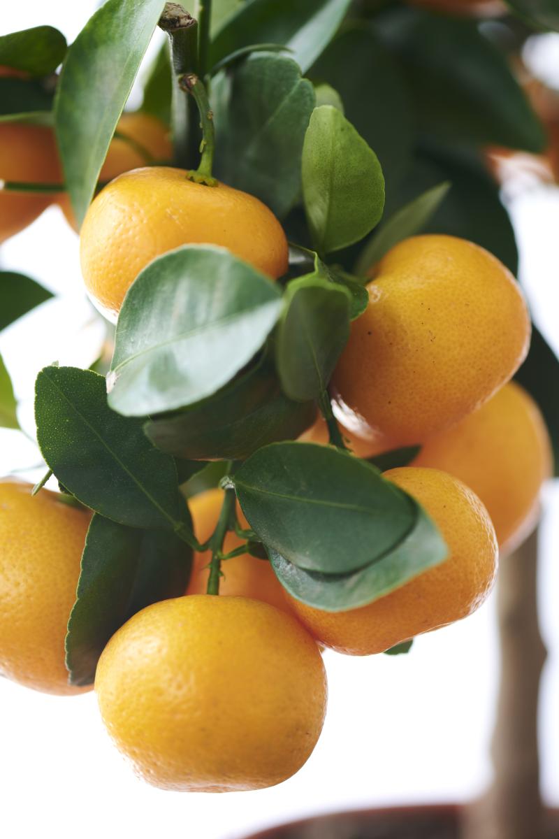 De buitenplanten uit De Trend Collectie lente/zomer 2021 Citrus