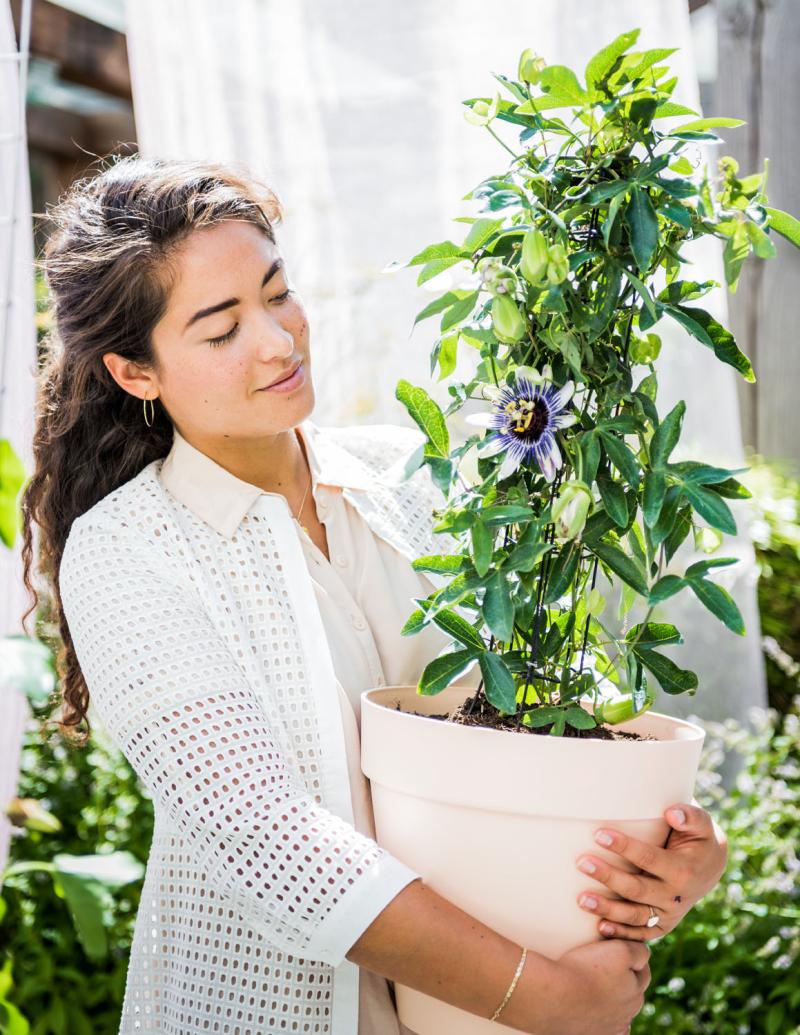 Terrasplant 2019: passiebloem