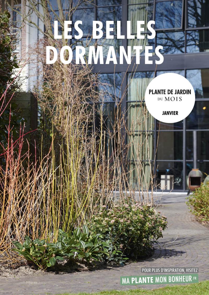 Plante de jardin du mois Janvier: Belles endormies 