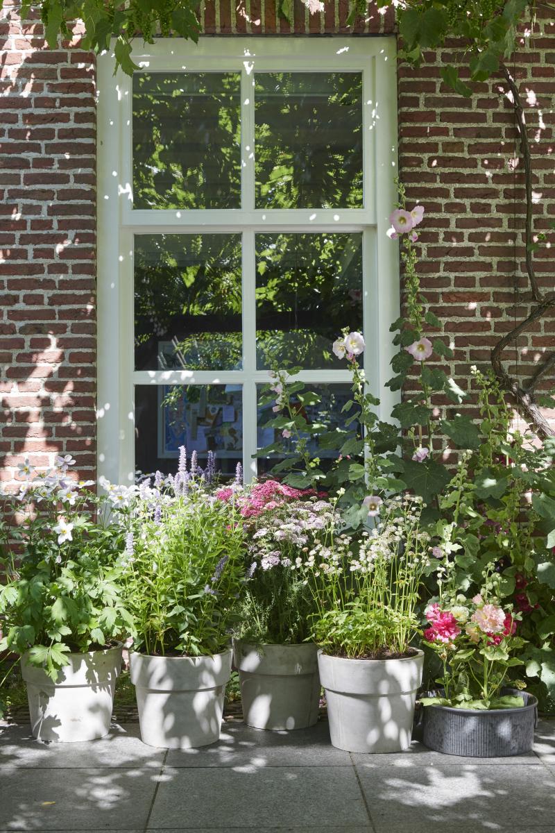 Bijenvrienden: Tuinplanten van de maand juli