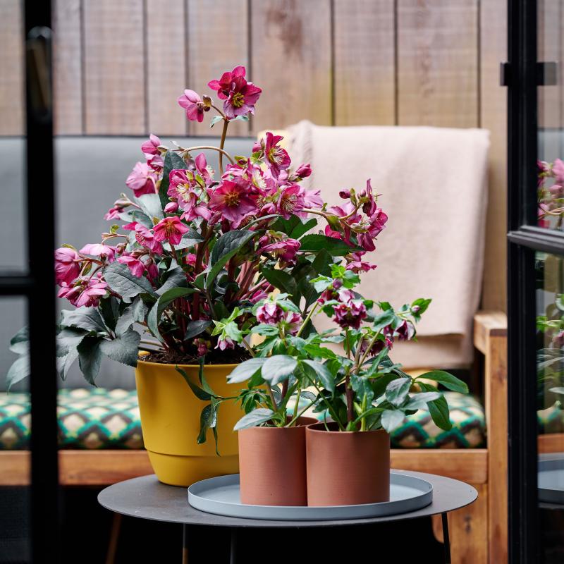 Helleborus - De Trend Collectie herfst/winter 2022 