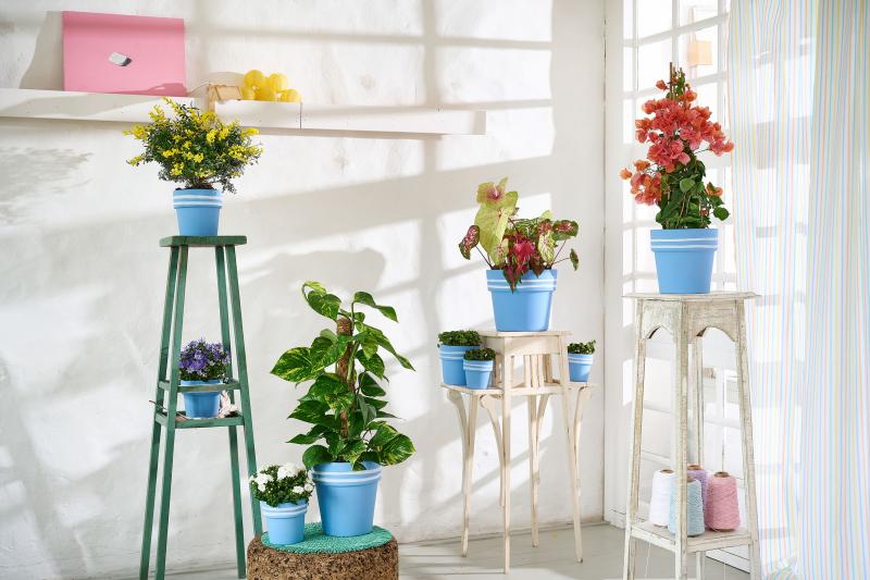 Trend Collection SS 2022 Houseplants Trend Collection SS 2022 Houseplants