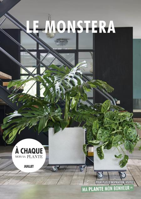 A chaque mois sa plante, juillet - le Monstera