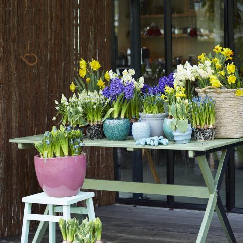 Tuinplant van de Maand februari: Bol op pot: hyacint, narcis, muscari insluiten