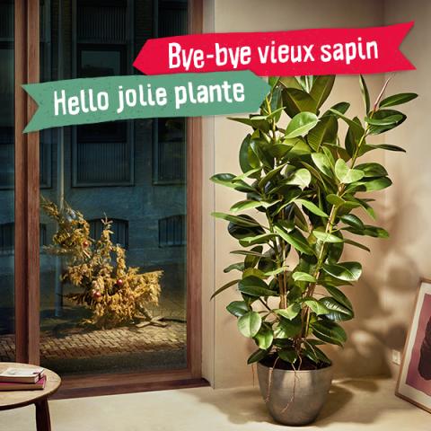 Bye bye vieux sapin … Hello jolie plant