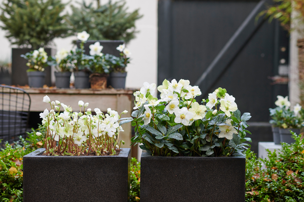 Plante de jardin du mois, décembre 2018 : Rose de Noël