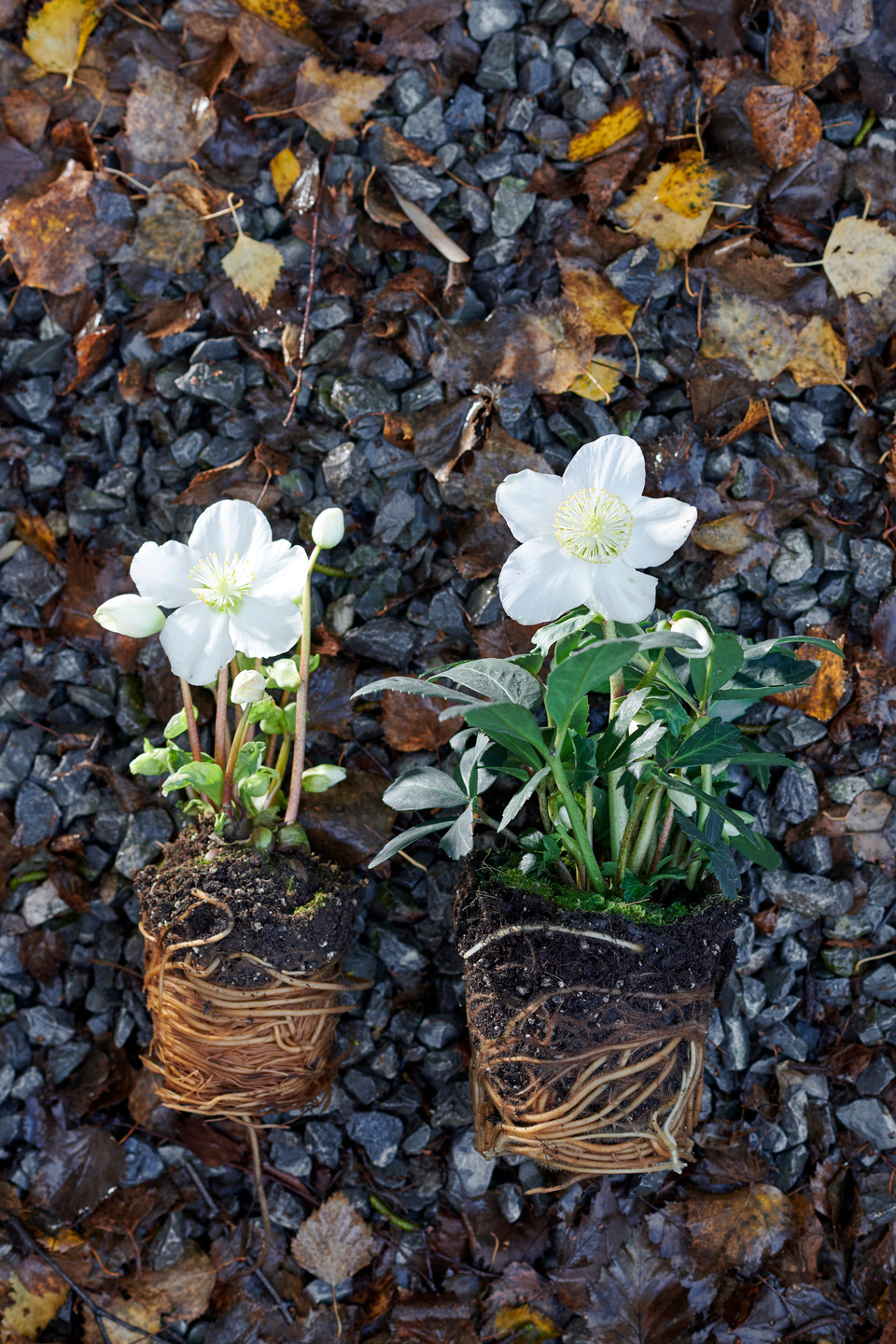 Tuinplant van de Maand december 2018: Helleborus 