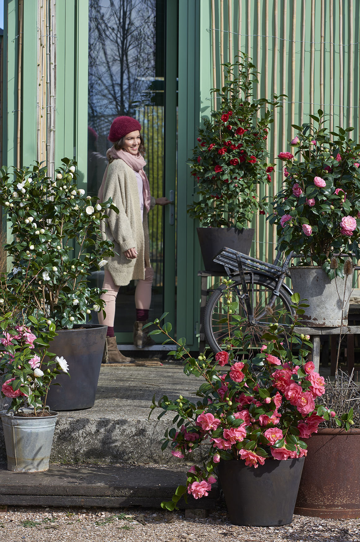 Plante de jardin du mois Janvier : Camélia | Office des Fleurs