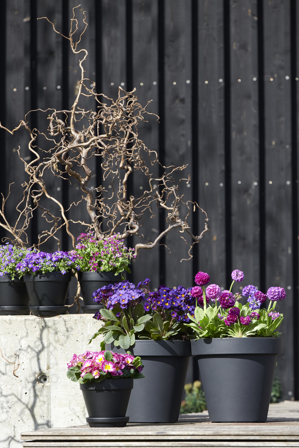 Voorjaarsverrassingen: Tuinplanten van de maand februari