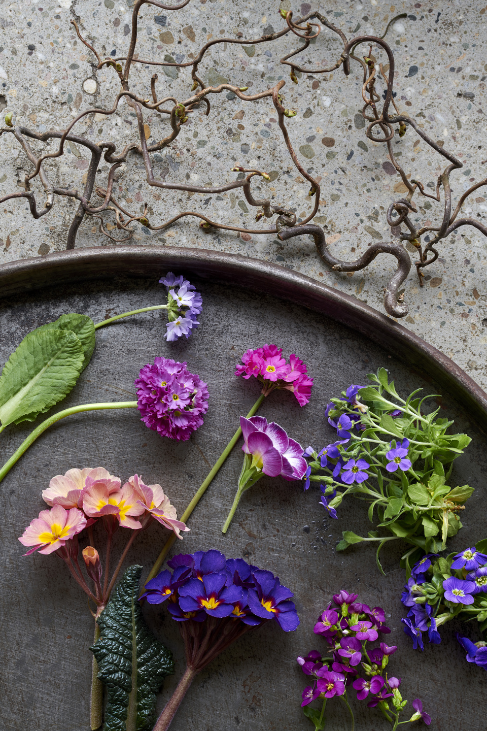 Plante de jardin du mois, février 2019 : Surprises printanières