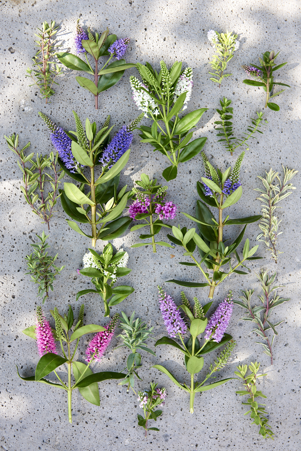 Plante de jardin du mois d'août : la Véronique arbustive | Office des Fleurs