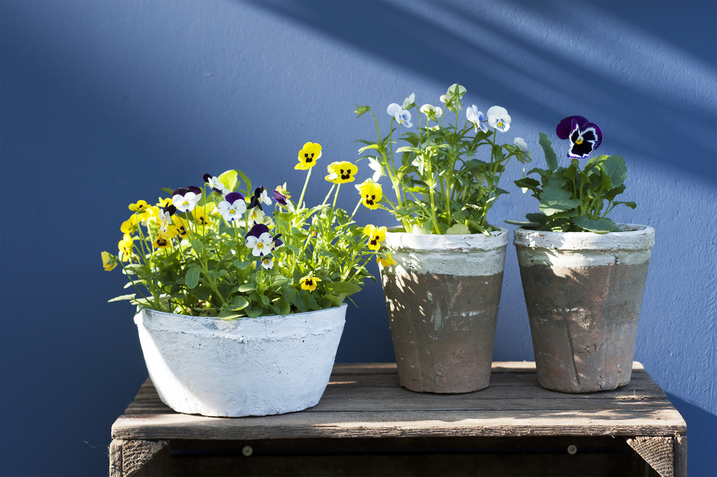 Plante de jardin du mois d'octobre: Les pensées | Office des Fleurs