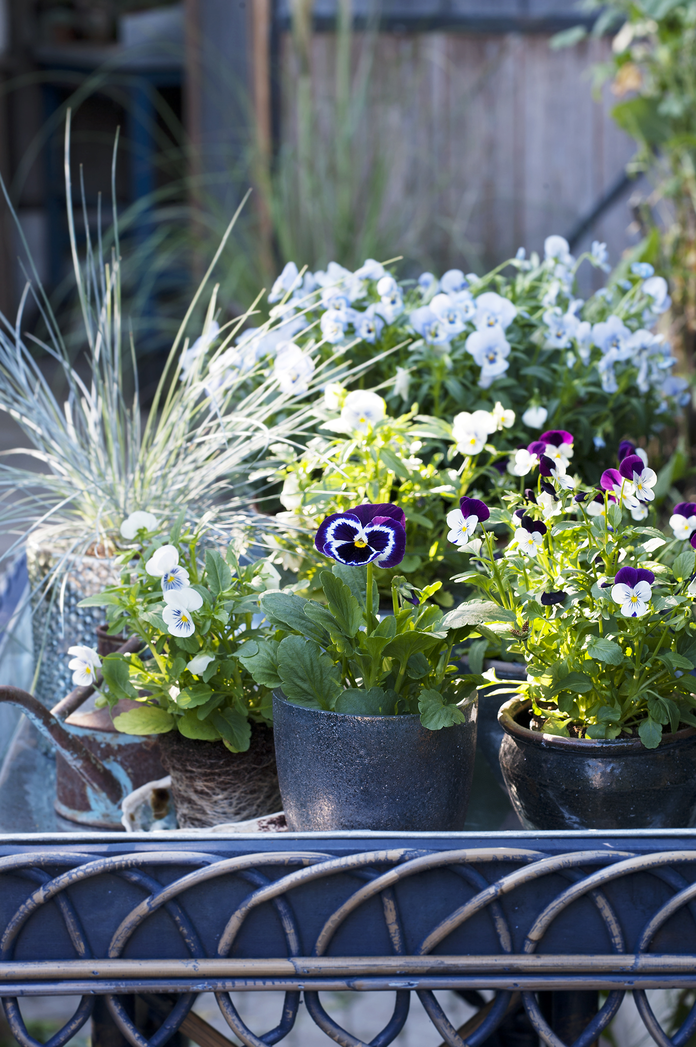 Plante de jardin du mois d'octobre: Les pensées | Office des Fleurs