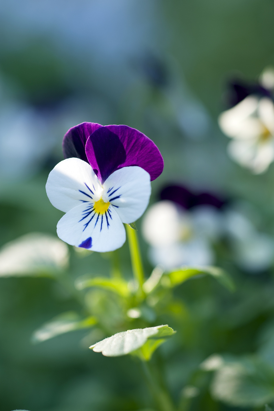 Plante de jardin du mois d'octobre: Les pensées | Office des Fleurs