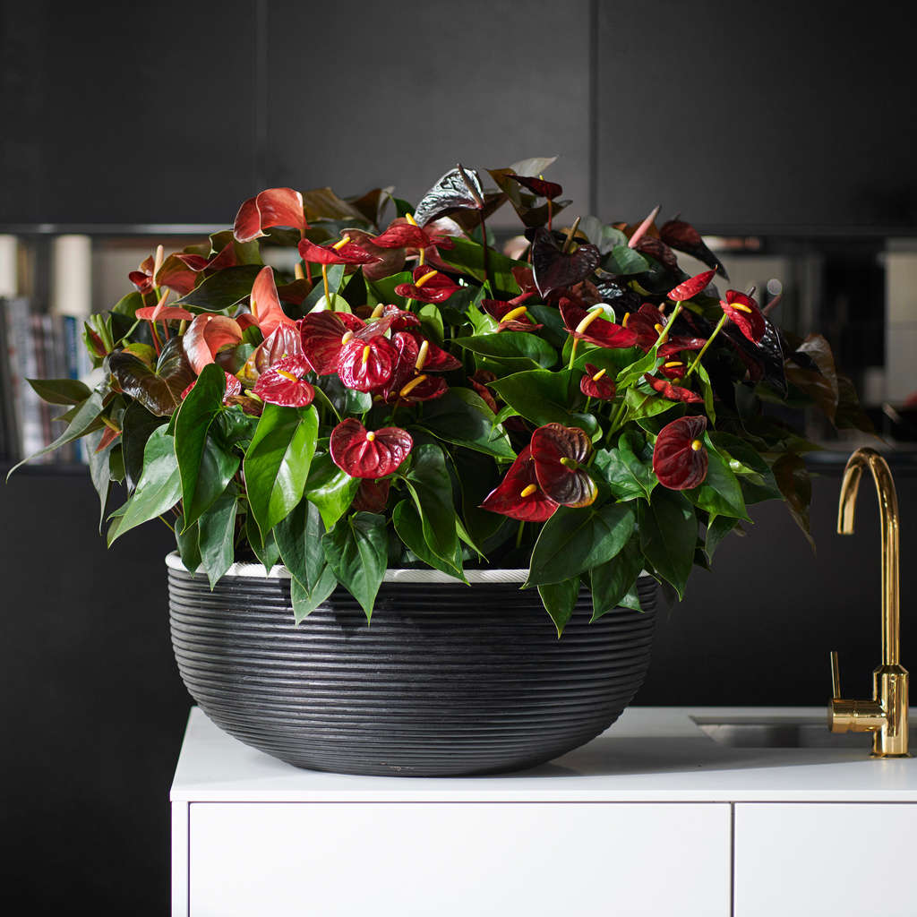 A chaque mois sa plante, décembre 2018 : l’Anthurium